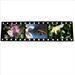 filmstrip animali