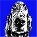 che cane blu