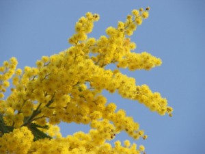 mimosa