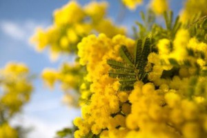 festa-della-donna-mimosa